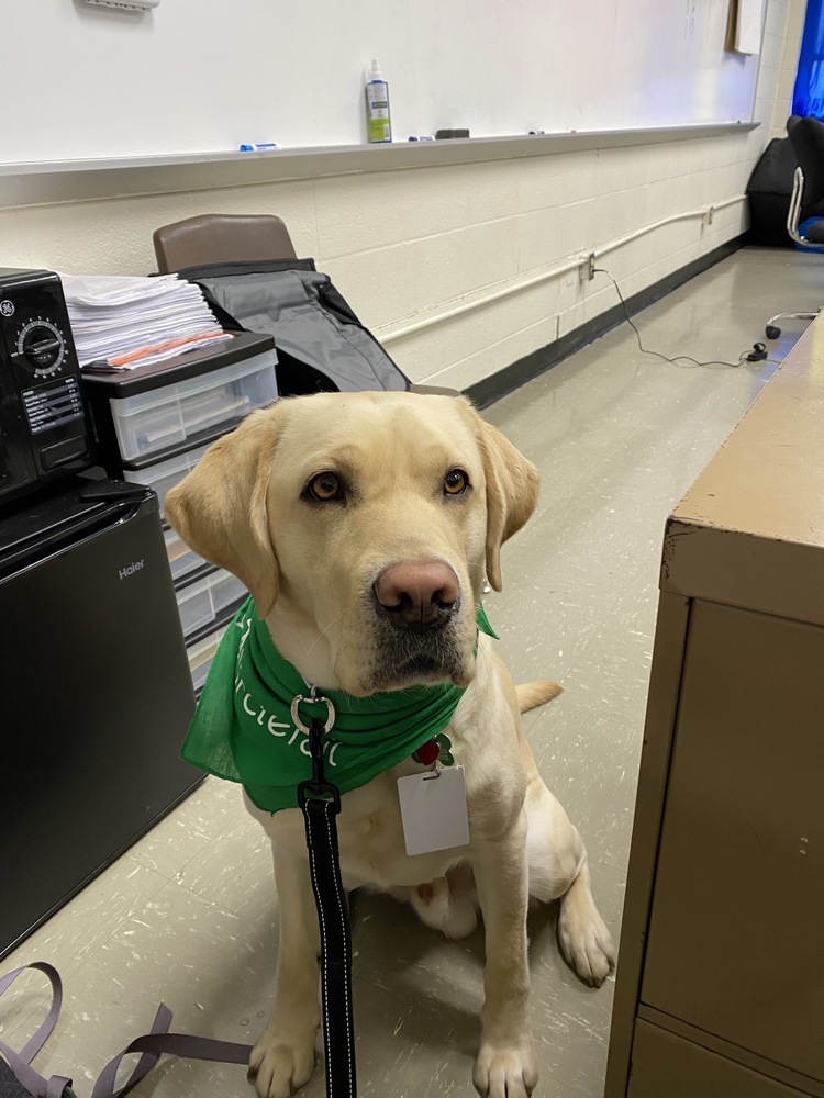 can therapy dogs go into schools